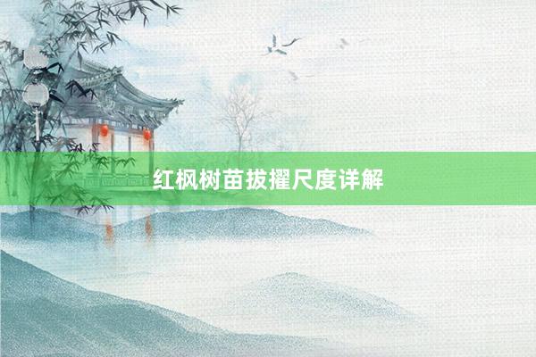 红枫树苗拔擢尺度详解